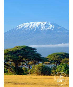 Café en Grain du Kenya, torréfié, made in France - Kirongo