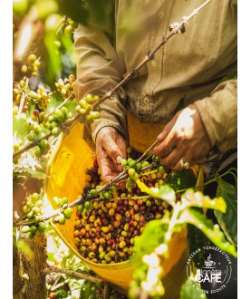 Café en capsule de Colombie torréfié en France - Excelensia