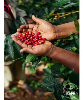 Café en grain d'Ethiopie torréfié en France Yrgacheffe Gedeb